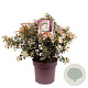 Viburnum tinus 40-50 cm 13L