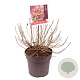 Weigela Cherry Love 30-35 cm 10L