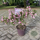 Weigela florida Pink Poppet 40 cm 10L