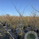 Zelkova serrata 150-175 cm 50L meerstammig