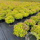 Spiraea jap. 'Golden Princess' 25-30 cm 3,0L