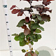 Corylus m. 'Purpurea' 60-80 cm 5,0L