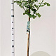 Ficus car. 'Brown Turkey' 90 cm stam 7,5L