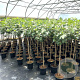 Ficus car. 'Brown Turkey' 90 cm stam 7,5L