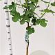 Ficus car. 'Brown Turkey' 90 cm stam 7,5L