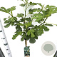 Ficus car. 'Brown Turkey' 90 cm stam 7,5L