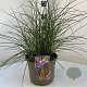 Miscanthus sin. 'Kleine Silbersp.' gm 4,0L