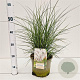 Miscanthus sin. 'Kleine Silbersp.' gm 4,0L