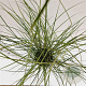 Miscanthus sin. 'Red Chief' gm 4,0L