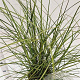 Miscanthus sin. 'Red Chief' gm 4,0L