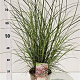 Miscanthus sin. 'Red Chief' gm 4,0L