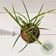 Miscanthus sin. 'Strictus' gm 4,0L