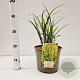 Miscanthus sin. 'Strictus' gm 4,0L