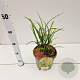 Miscanthus sin. 'Strictus' gm 4,0L