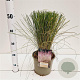 Muhlenbergia capillaris 30-40 cm 3,0L