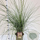 Muhlenbergia capillaris 30-40 cm 3,0L