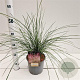 Muhlenbergia capillaris 30-40 cm 3,0L