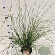 Muhlenbergia capillaris 30-40 cm 3,0L