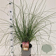 Muhlenbergia capillaris 30-40 cm 3,0L