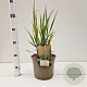 Panicum virgatum 'Heavy Metal' gm 4,0L
