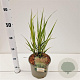 Panicum virgatum 'Heavy Metal' gm 4,0L