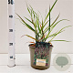 Panicum virgatum 'Rotstrahlbusch' gm 4,0L