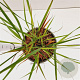 Panicum virgatum 'Rotstrahlbusch' gm 4,0L