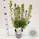 Rhododendron (AJ) 'Adonis' 25-30 cm 2,5L
