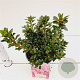 Rhododendron (AJ) 'Anne Frank' 20-30 cm 2,5L