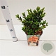 Rhododendron (AJ) Geisha Orange 20-30 cm 2,5L