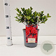 Rhododendron (AJ) 'Moederkensdag' 25-30 cm 2,5L
