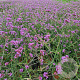 Verbena bon. 'Lollipop' gm 4,0L