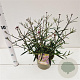 Verbena bon. 'Lollipop' gm 4,0L