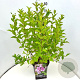 Weigela 'Rosea' 60-80 cm 10L