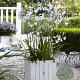 Agapanthus Twister GM P9