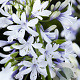 Agapanthus Twister GM P9
