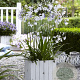 Agapanthus Twister GM P9