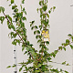 Cornus mas 125-150 cm 7,5L
