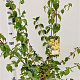 Cornus mas 125-150 cm 7,5L