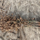 Carpinus betulus 80-100 cm wortelgoed 2/0