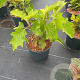 Hydrangea quercifolia GM C3
