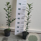 Ilex aquifolium 40-60 cm P9 overjarig