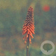 Kniphofia 'Alcazar' GM P9