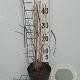 Panicum virgatum 'Northwind' GM 2,0L
