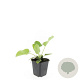 Phlomis russeliana GM P9