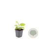 Phlomis russeliana GM P9