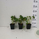 Geranium cant. 'Biokovo' GM P9