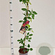 Akebia quinata 70-80 cm 2,5L