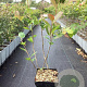 Aronia prunifolia 'Viking' 40-50 cm 3,0L