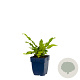 Asplenium scolopendrium GM  P11